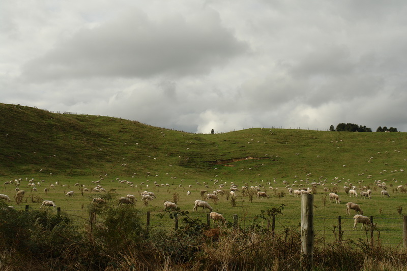 Скотоводство Новой Зеландии.