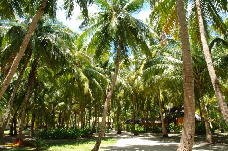   -   (Maldives - palm tree garden )